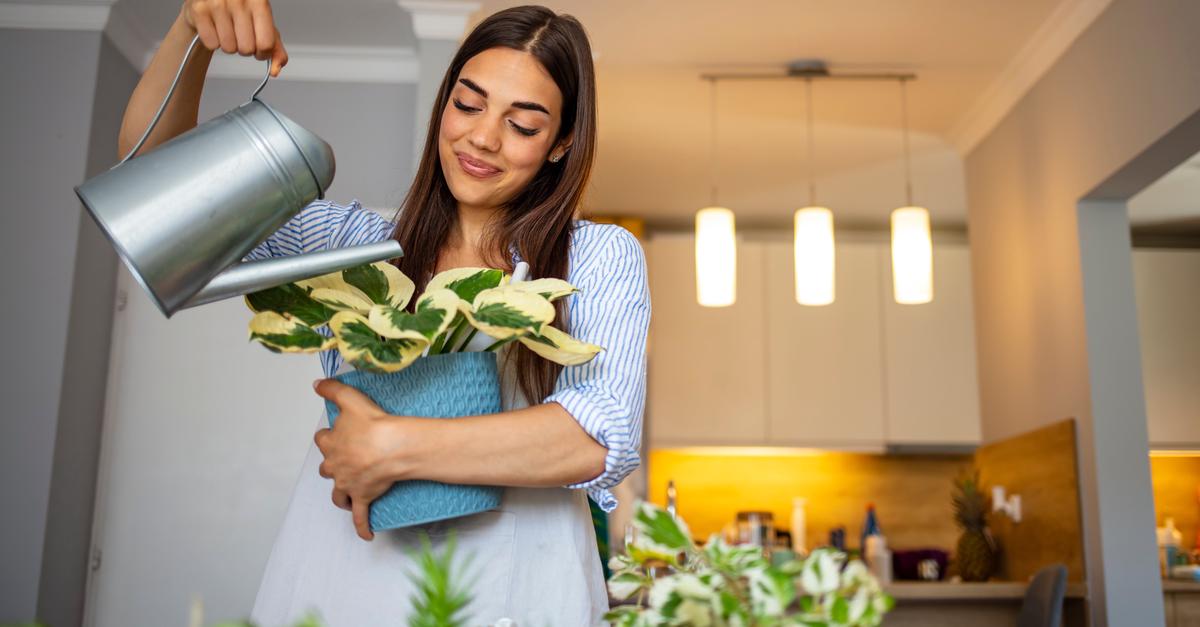 Houseplants for Beginners: The Complete Guide